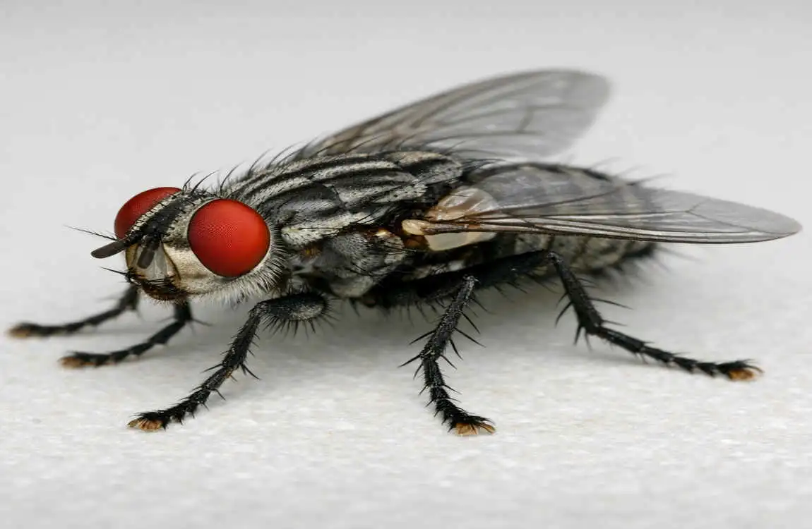 How Big Do House Flies Get