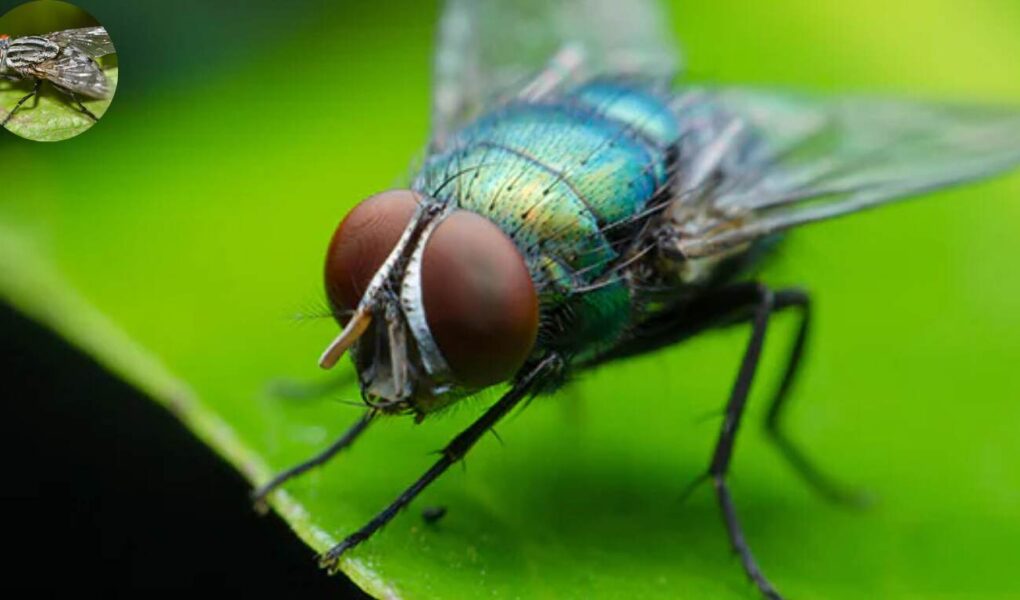 how big do house flies get