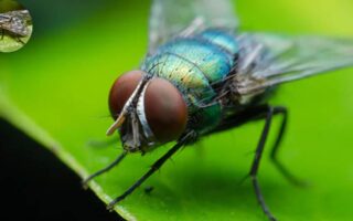 how big do house flies get