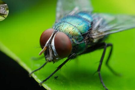 how big do house flies get