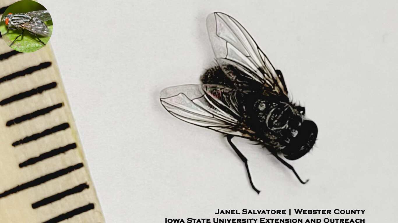 how big do house flies get