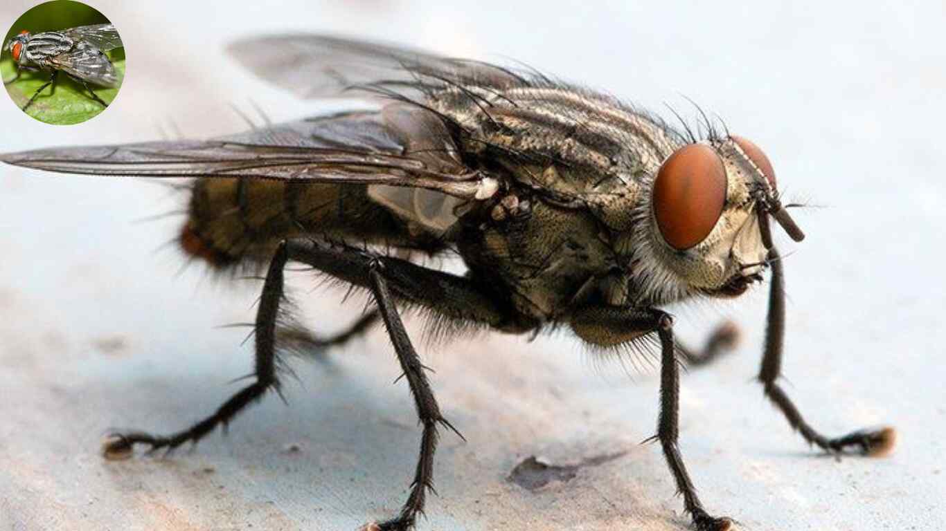 how big do house flies get