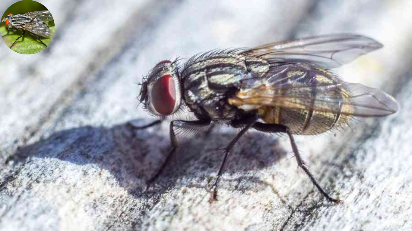 how big do house flies get