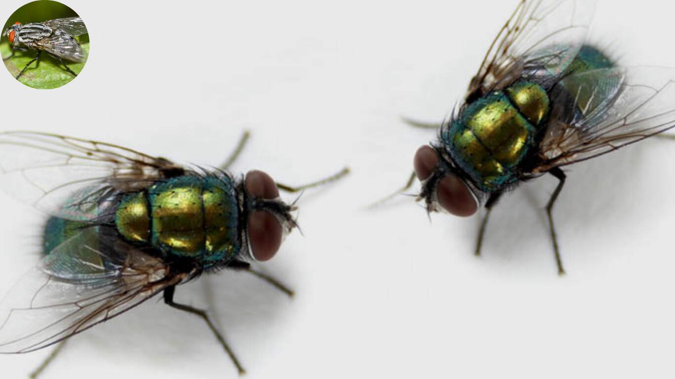 how big do house flies get