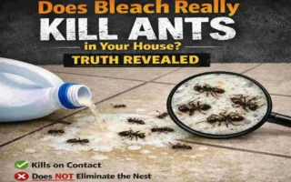 does bleach kill ants in house