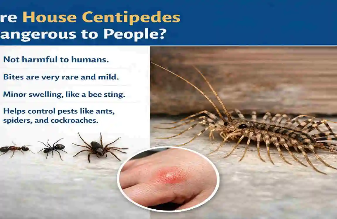 are house centipedes dangerous