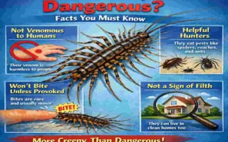 are house centipedes dangerous