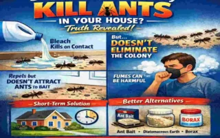does bleach kill ants in house