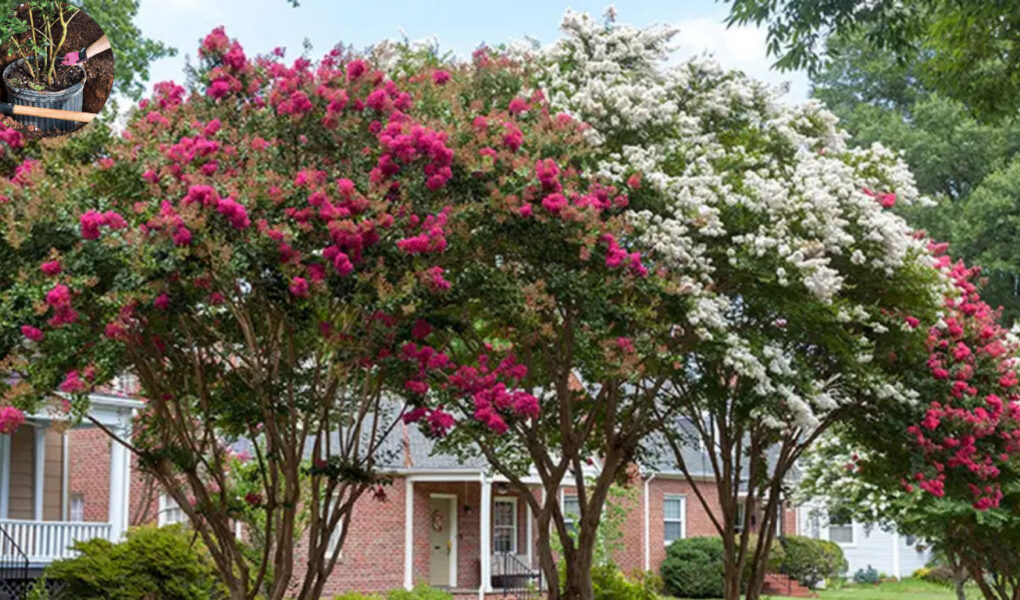 how far to plant crepe myrtle from house