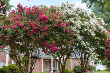 how far to plant crepe myrtle from house