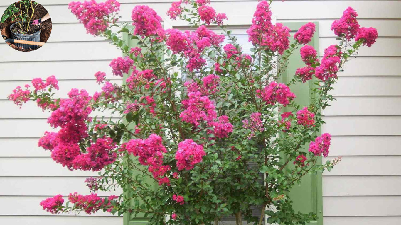 how far to plant crepe myrtle from house