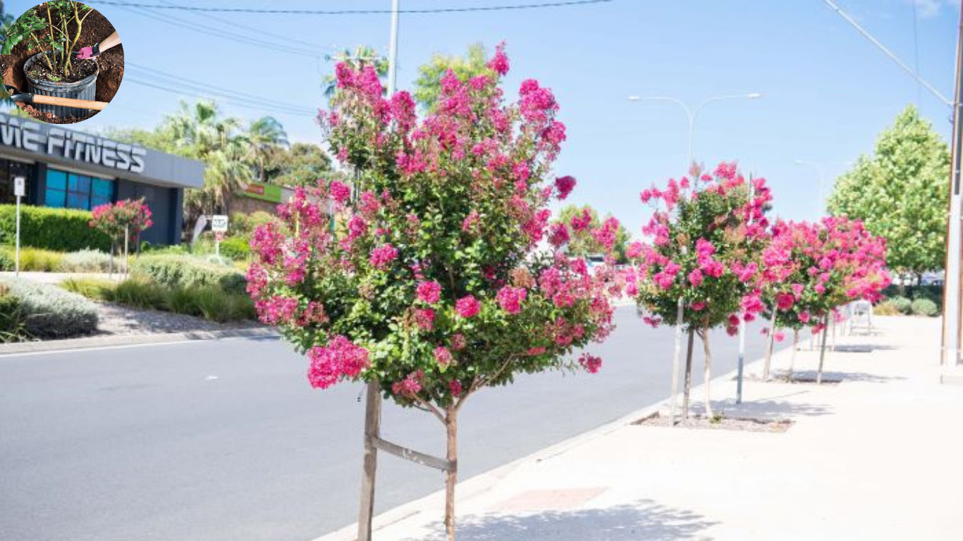 how far to plant crepe myrtle from house
