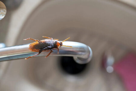 how long does it take to bug bomb a house