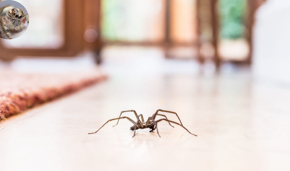 how long do spiders live in your house