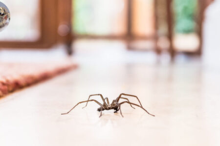 how long do spiders live in your house