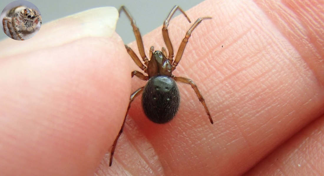 how long do spiders live in your house