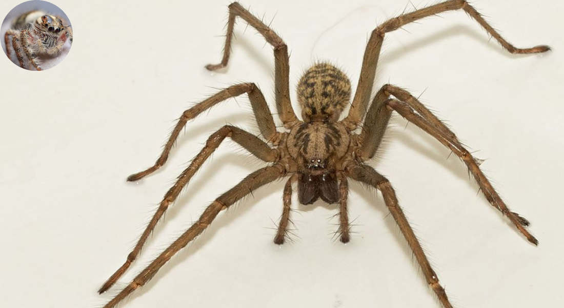 how long do spiders live in your house
