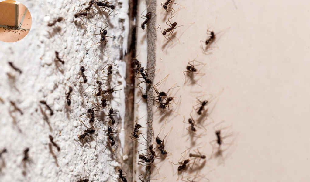 ants in house can't find source