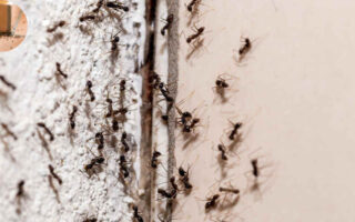 ants in house can't find source