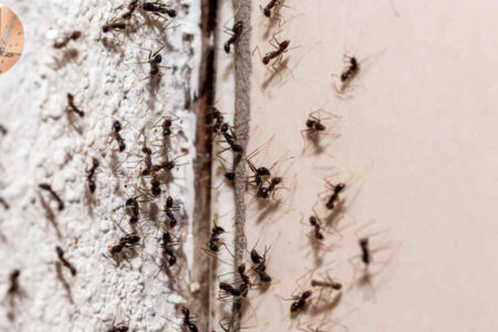ants in house can't find source