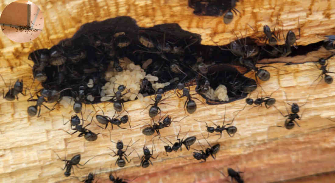 ants in house can't find source