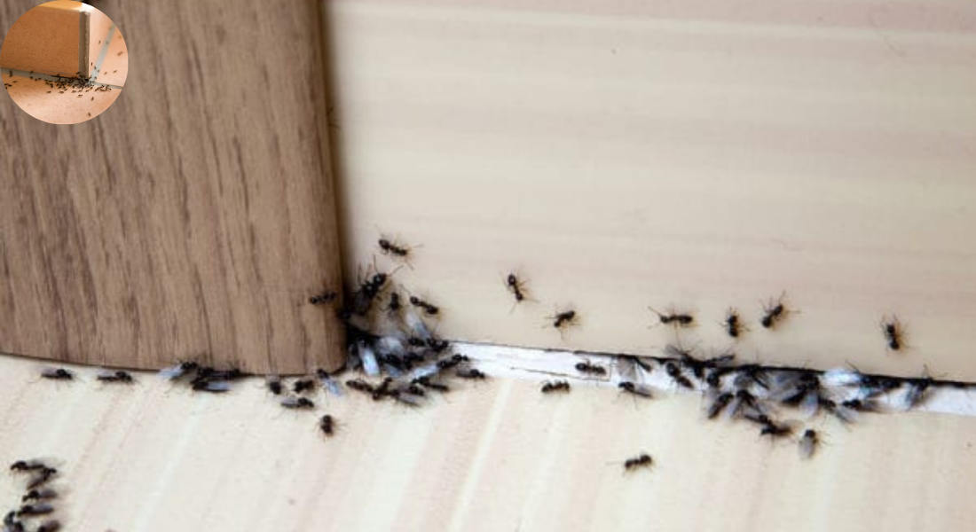 ants in house can't find source