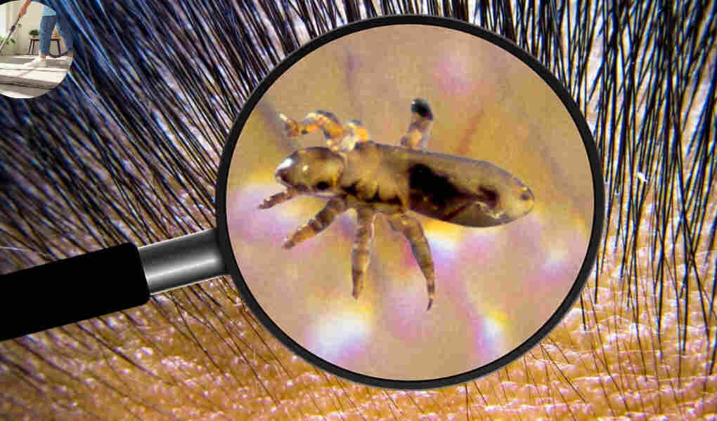 how to clean house for lice