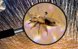 how to clean house for lice