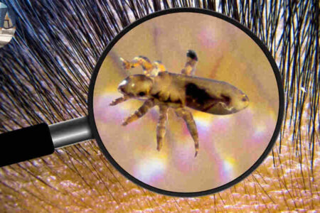 how to clean house for lice