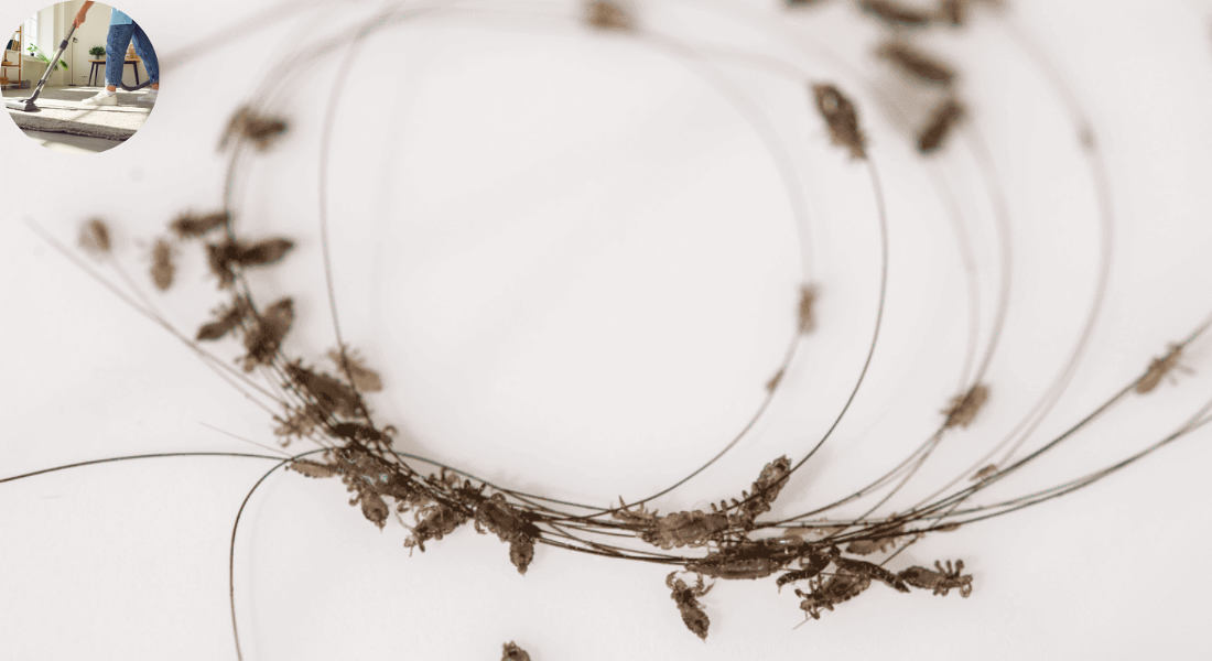 how to clean house for lice
