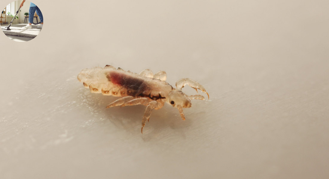 how to clean house for lice