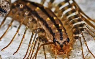 are house centipedes dangerous