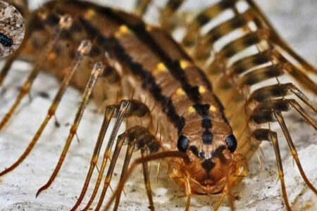 are house centipedes dangerous