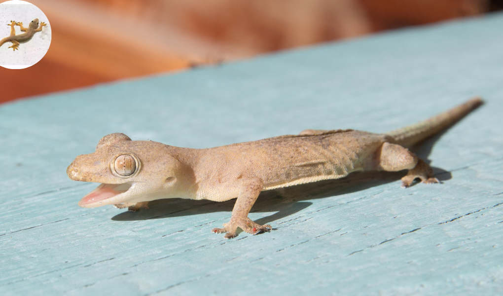 gecko in house good or bad