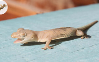 gecko in house good or bad