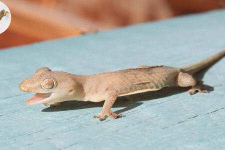 gecko in house good or bad