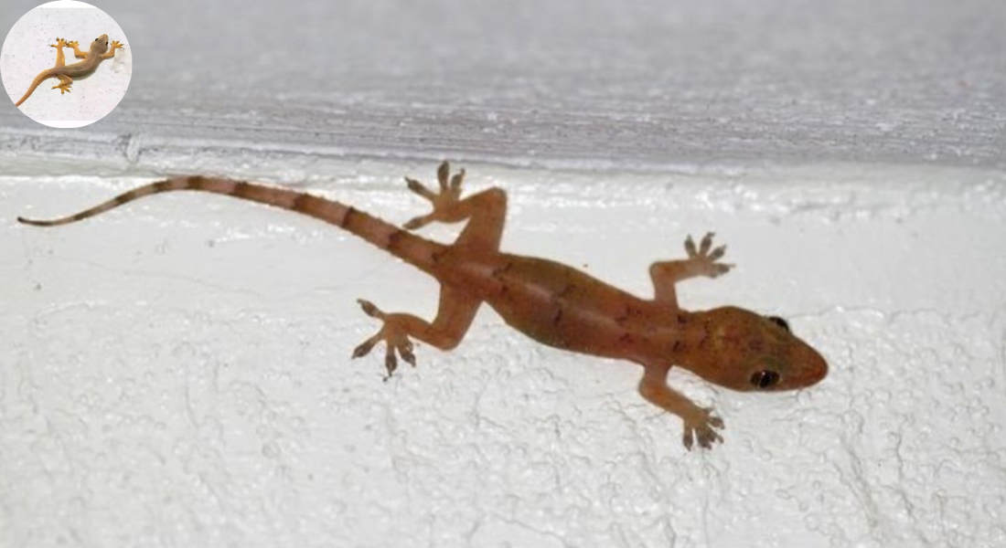 gecko in house good or bad