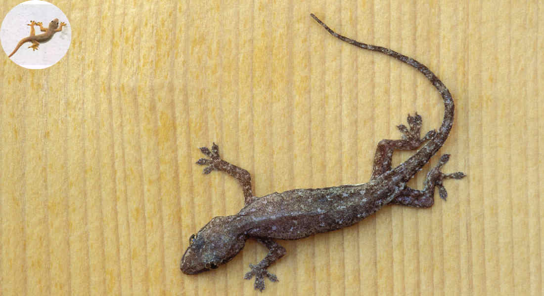 gecko in house good or bad