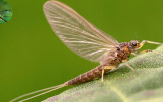 how to get rid of mayflies in your house
