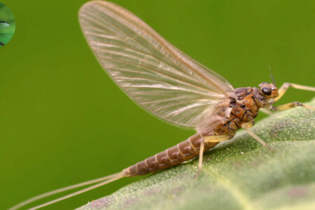 how to get rid of mayflies in your house