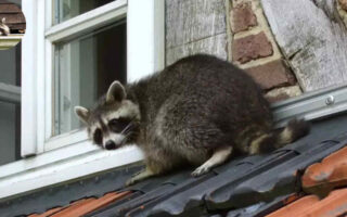 how to get raccoon out of house