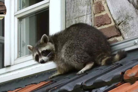 how to get raccoon out of house