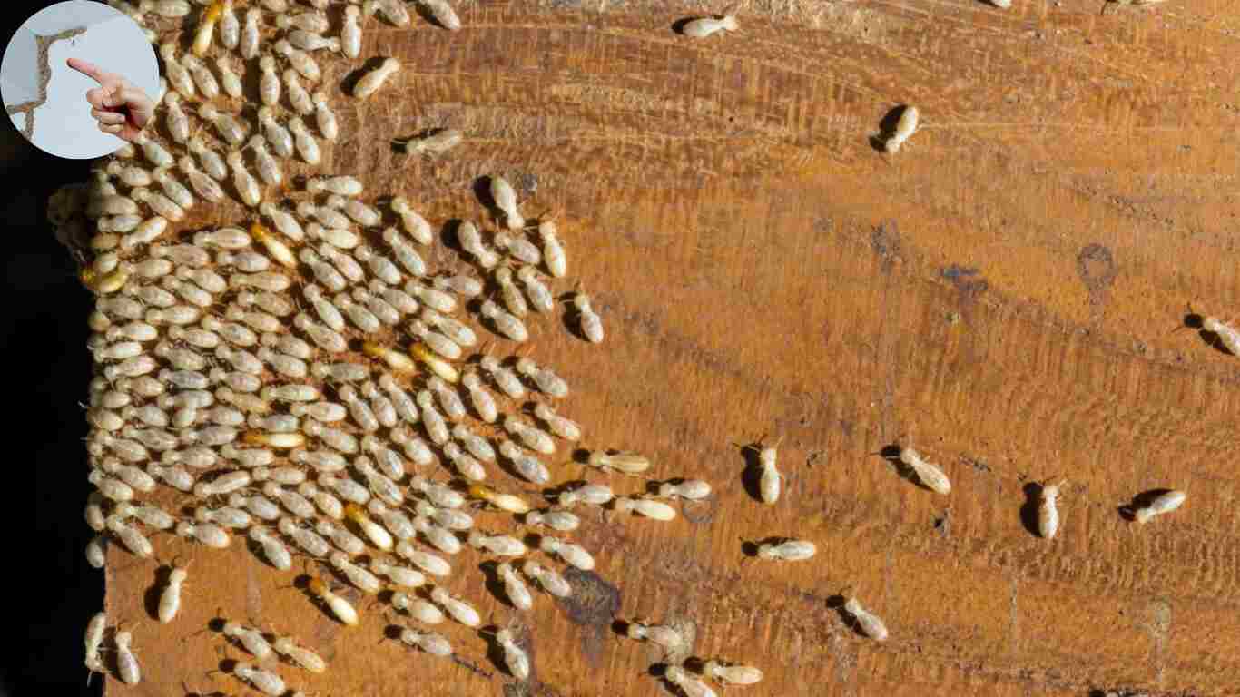 how to find termite nest in house