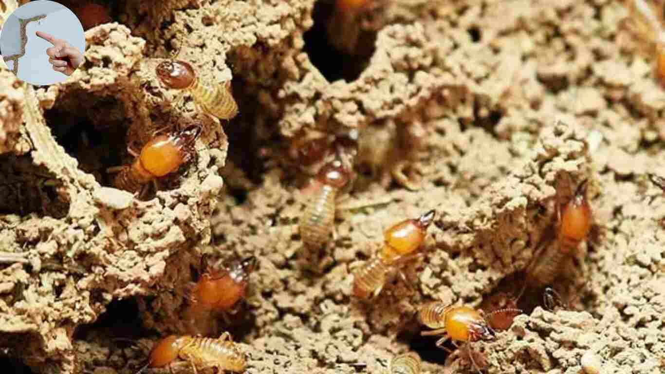 how to find termite nest in house