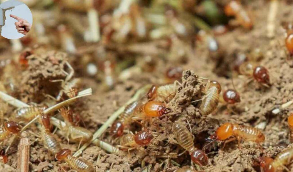 how to find termite nest in house