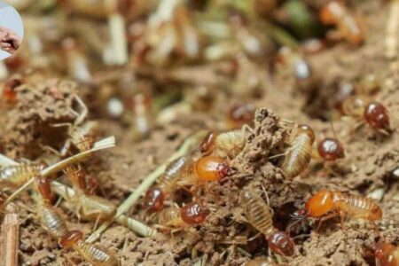 how to find termite nest in house