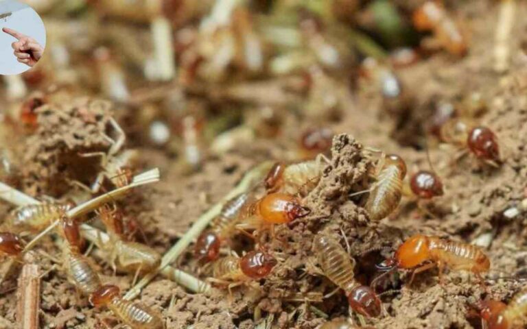how to find termite nest in house