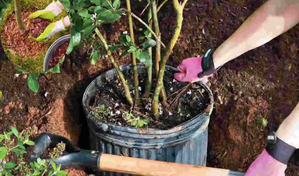 how far to plant crepe myrtle from house