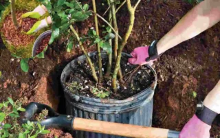 how far to plant crepe myrtle from house