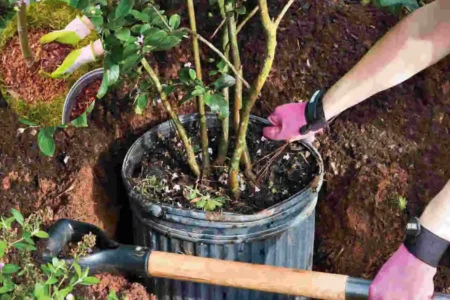 how far to plant crepe myrtle from house